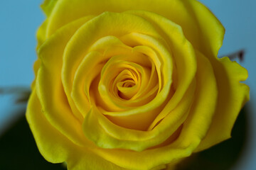 Yellow rose on a gray background. Macro shooting.