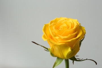 Yellow rose on a gray background. Macro shooting.