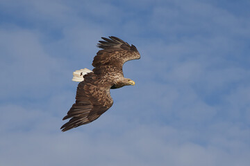 White tailed Eagle Catching eel Raptor Lake Hunting