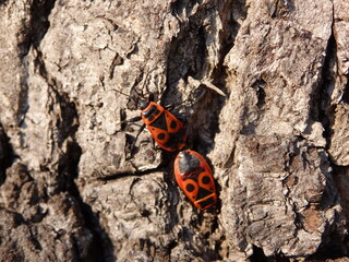 OLYMPUS DIGITAL CAMERA © Kamil