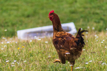 pretty brown hen walking and eating outdoors