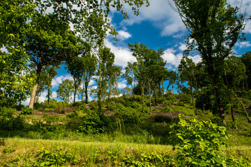 Wilderness With Sunlit Deciduous Forest In Austria