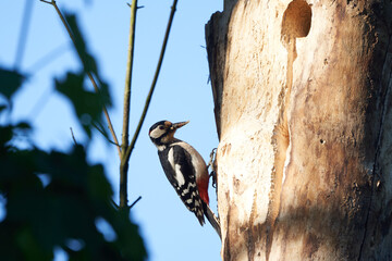 Great spotted woodpecker Dendrocopos major Switzerland infront of his home tree whole