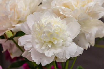 Blossoming delicate pink peony blooming flowers of peonies background, pastel and soft bouquet floral card, selective focus