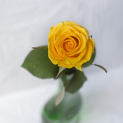 Yellow rose on a gray background. Macro shooting.