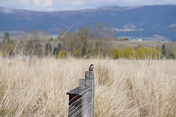 Obraz premium Montana Tree Swallow