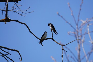 Montana Tree Swallows