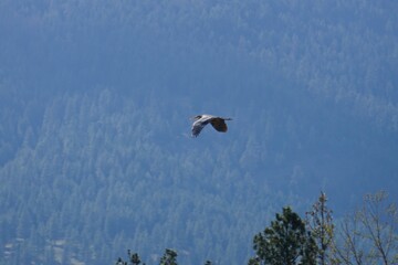 Great Blue Heron flying