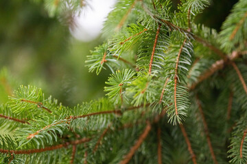Pine needles, tree branch closeup with out of focus elements