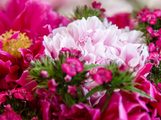 A beautiful bouquet of purple and pink peonies. Flower background of peonies