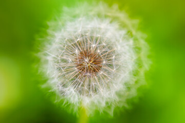 Fototapeta premium Dandellion flower from above, detailed view