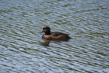 Tufted duck Aythya fuligula is a small diving duck female Swiss alps switzerland