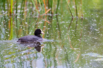 water bird Eurasian coot, Fulica atra on pond with spring green reflection. Czech Republic, Europe Wildlife