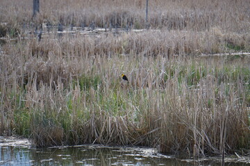 Red-winged blackbird in wetlands