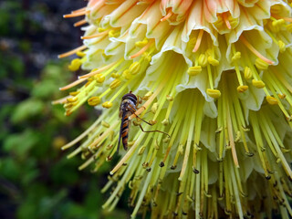 Tritoma et inecte volant