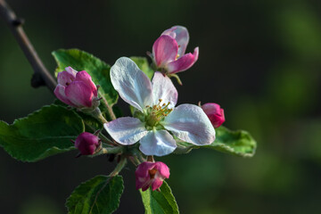 close up of pink flowers