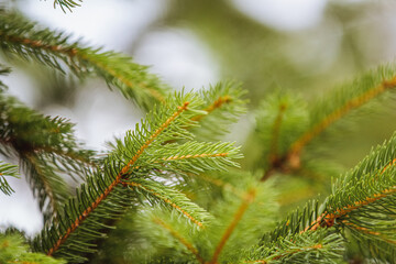 Pine needles, tree branch closeup with out of focus elements