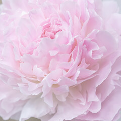 Peony close up. Pink background made of peony flowers. Pastel soft colors. Floral background.