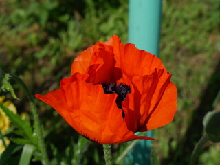 red poppy flower in the garden