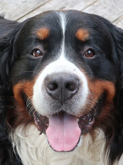 Dog breed Bernese mountain dog. Muzzle close-up.