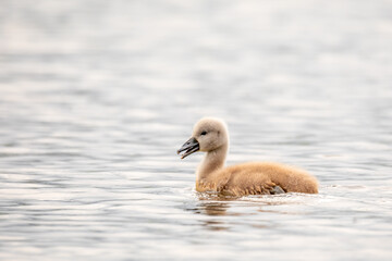 lonely chicken of bird mute swan (Cygnus olor) swim in spring on pond with reflection, Czech Republic Europe wildlife