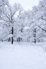 Snow-covered, fabulous forest after heavy snowfall.