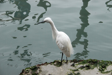 Birds in the city. White egret stands on the waterfront of the Grand Canal in Venice.