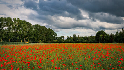 Fototapeta na wymiar A beautiful red ploppy field nearby the small place Heeze in the south of The Netherlands.