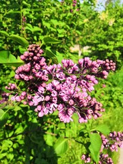Fototapeta premium pink flowers in the garden