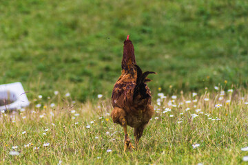 pretty brown hen walking and eating outdoors