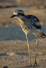 Bush Stone-curlew,  Burhinus grallarius,  on the beach at West Point, Magnetic Island, Queensland, Australia
