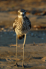 Bush Stone-curlew,  Burhinus grallarius,  on the beach at West Point, Magnetic Island, Queensland, Australia