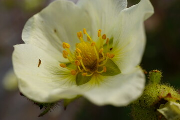 Macro photo of white flower