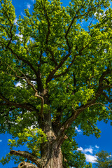 Old Oak Tree With Green Leaves And Blue Sky