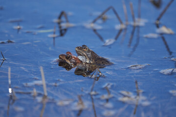 Water frog Pelophylax and Bufo Bufo in mountain lake with beautiful reflection of eyes Spring Mating