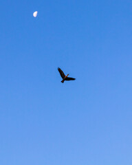 céu