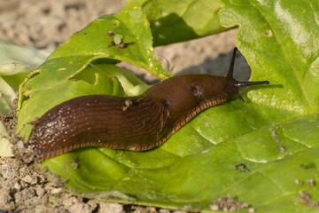 Spanish snail - the dreaded pest of our gardens
