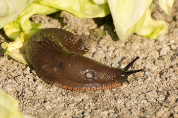 Spanish snail - the dreaded pest of our gardens