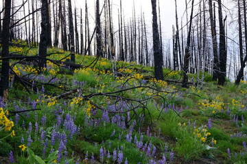 wild flowers in burned forest