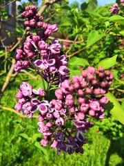 purple lilac flowers