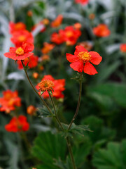 Fototapeta premium Geum coccineum w okresie letnim. Czerwone kwiaty Geum coccineum w zielonym tle. Czerwone kwiaty w ogrodzie