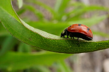 Macro photo of ladybug on leaf