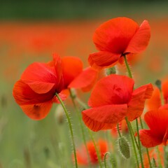 Poppies in a poppy field, close-up