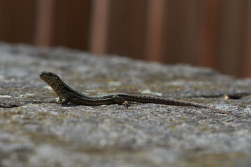 Lizard viviparous lizard Zootoca vivipara formerly Lacerta vivipara Lacerta agilis Reptile Close up Portrait Clear