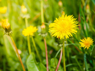 Yellow flowers of dandelions in green backgrounds. Spring and summer background