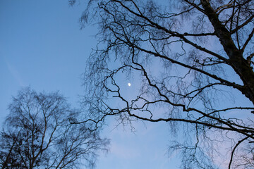 Fototapeta na wymiar Moon visible through winter trees at sunset with clouds