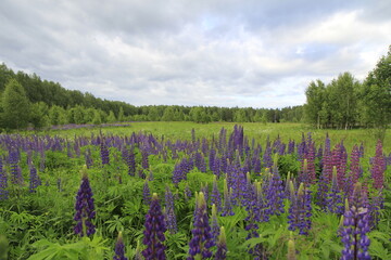 Obraz premium Lupine flowers in fields in June