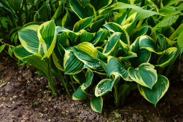 Hosta's young leaves and shoots. Hosta in the spring garden. Ornamental plants in the garden