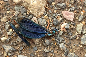 Männliche Blauflügel-Prachtlibelle (Calopteryx virgo) wird von Ameisen der Gattung Myrmica gefressen