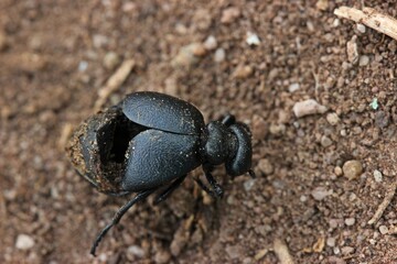 Toter Feingerunzelter Maiwurmkäfer (Meloe scabriusculus)